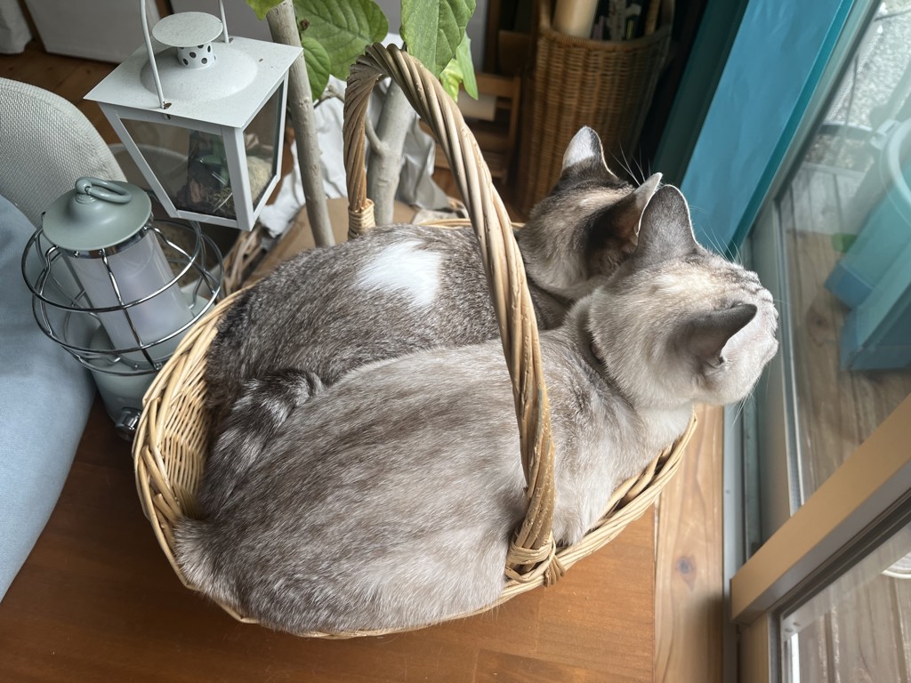 猫大好き