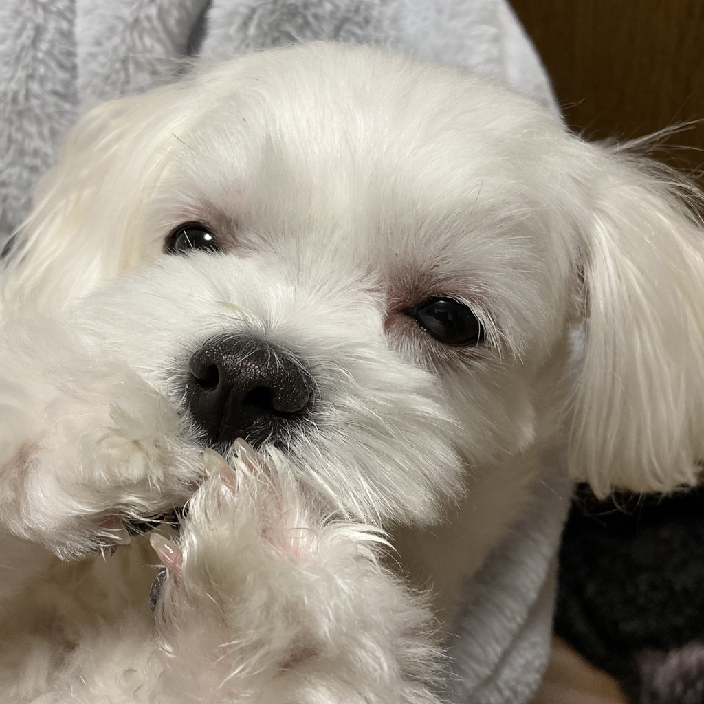 つちぼー