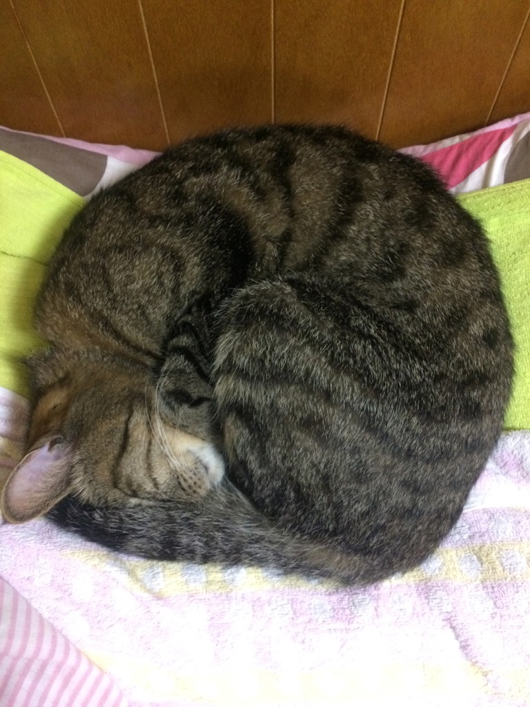 ちょびママ