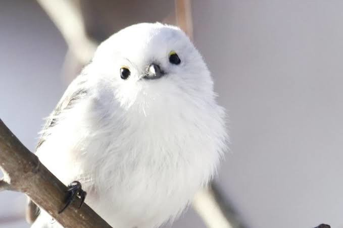 しろちゃん
