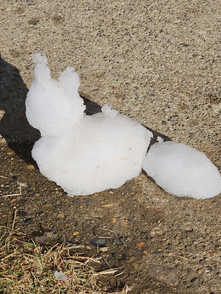 花の咲かない茄子