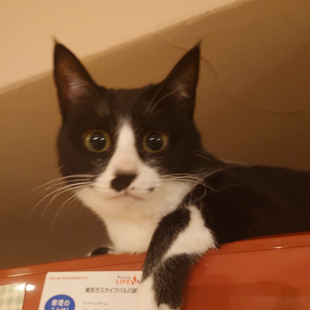 ユーザーアイコン