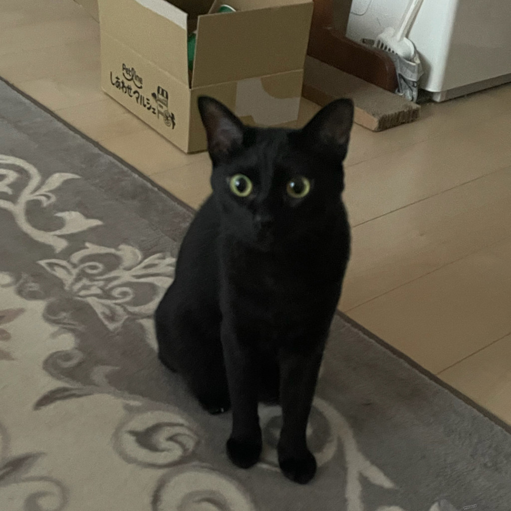 メロン