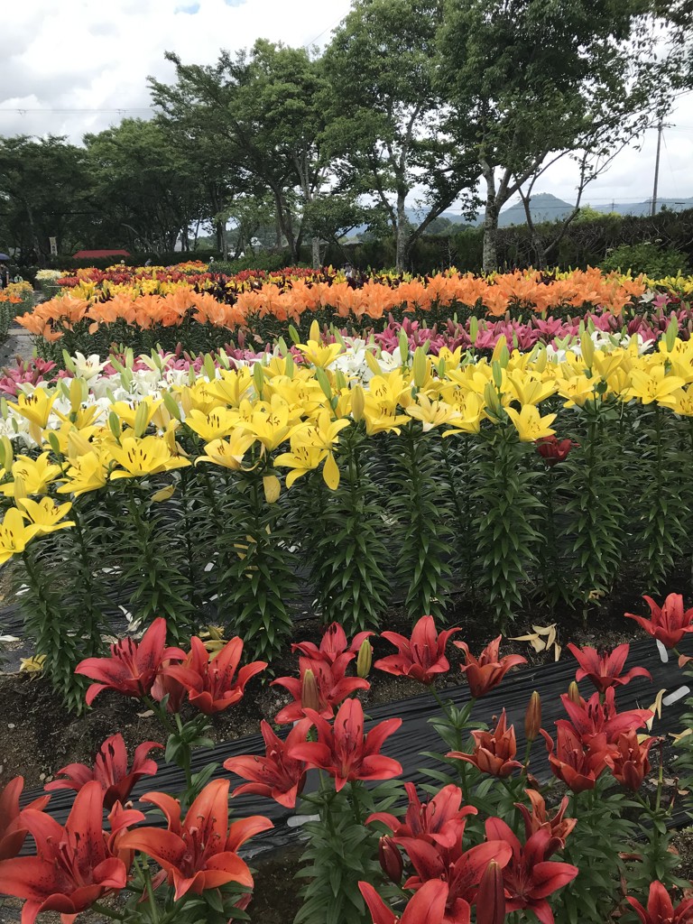アナベル