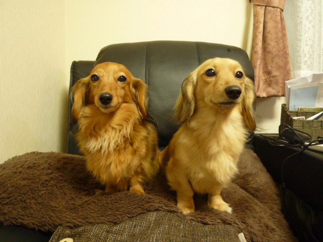 ブリーダー CHN プロ ショーパフォーマンス ボディー