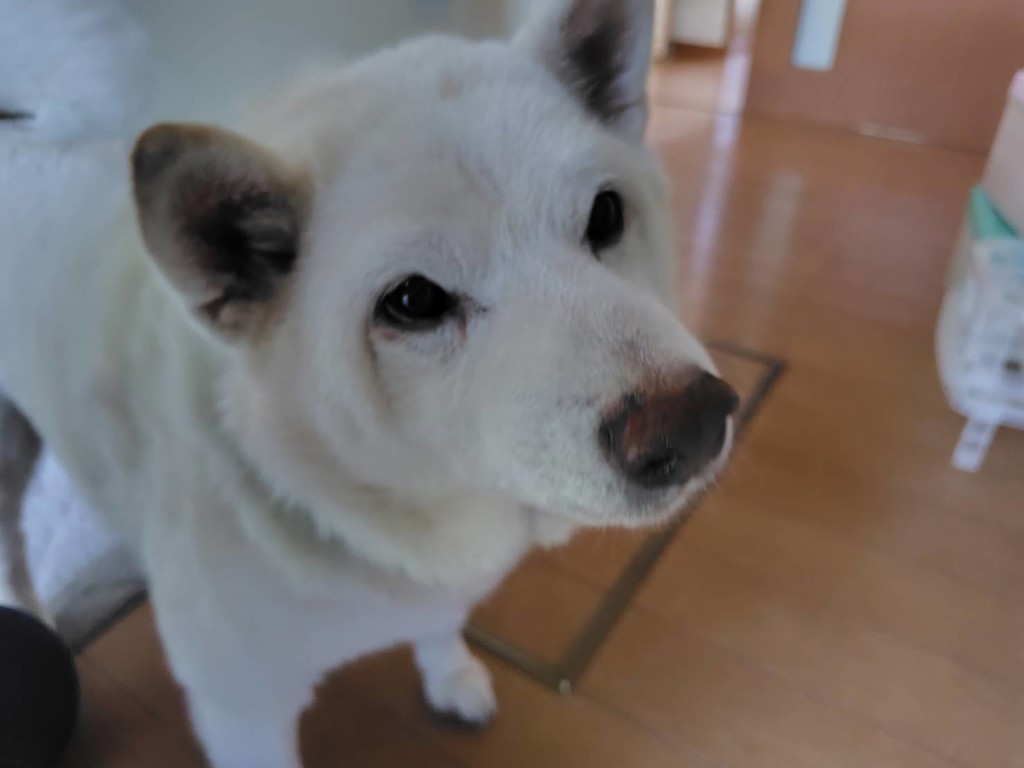 アンデュー先生