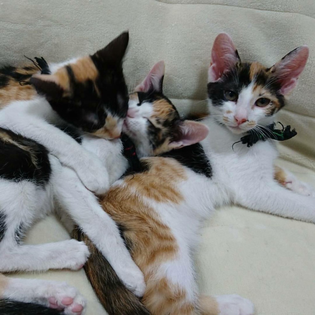 よっしー