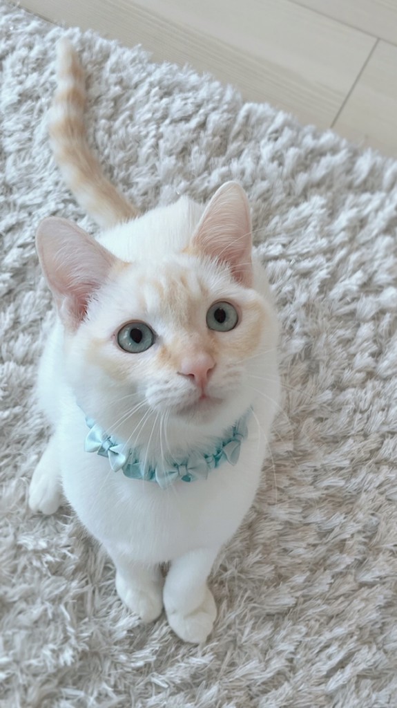 モフモフネコチャン 巾着 L/MNC-260283(ペールピンク): LOVERARY BY