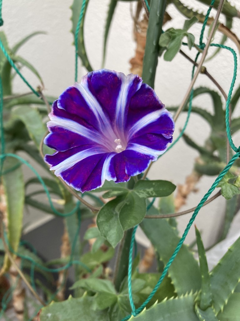 SUKALA】SUKALAエッセンシャルバーム(ヒノキ＆ローズマリー): 美容