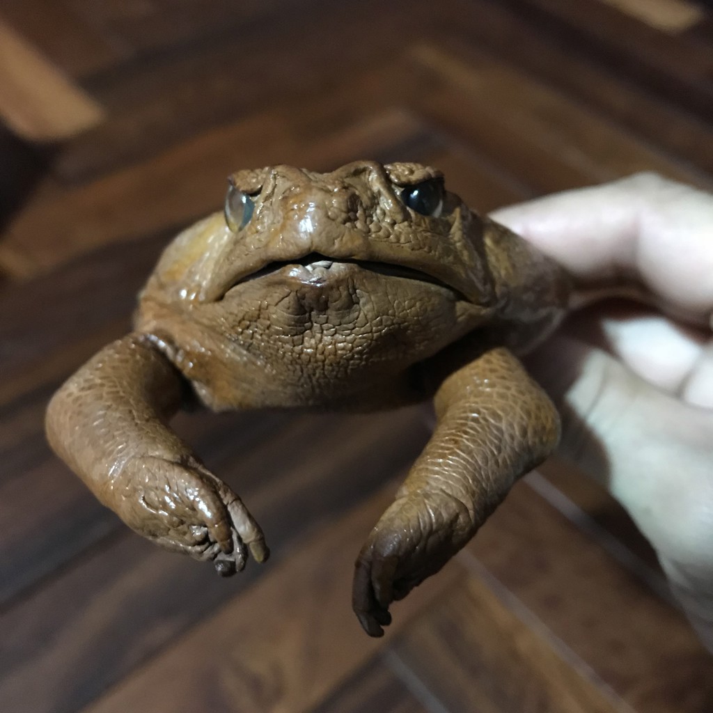 さぁや