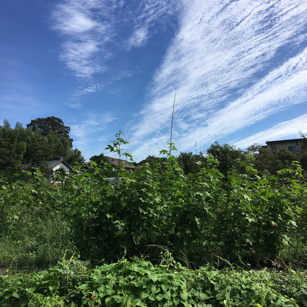 しましま