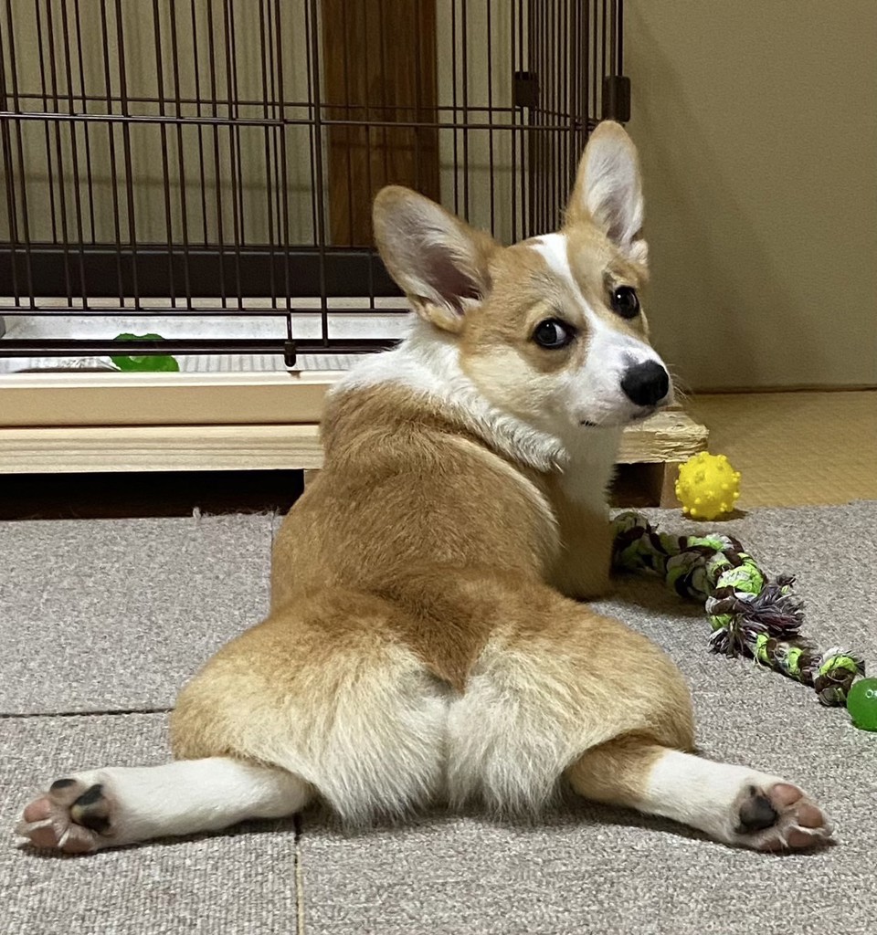 ケケ