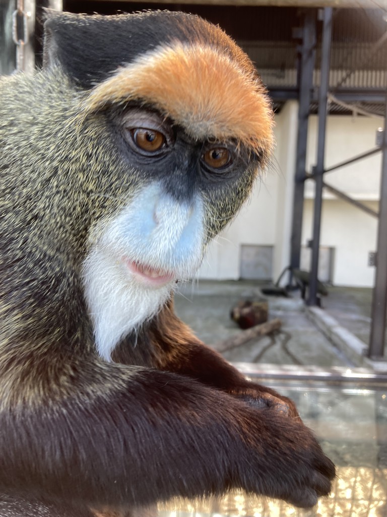 2026年アニュアルバージョン ウォッシュタオル(ペールパープル