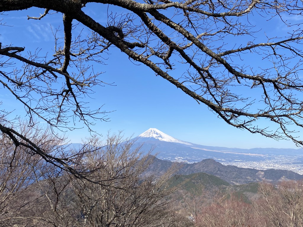 Yoganic Life ヨギーニフード100 スペシャルパイナップル: 美容・健康