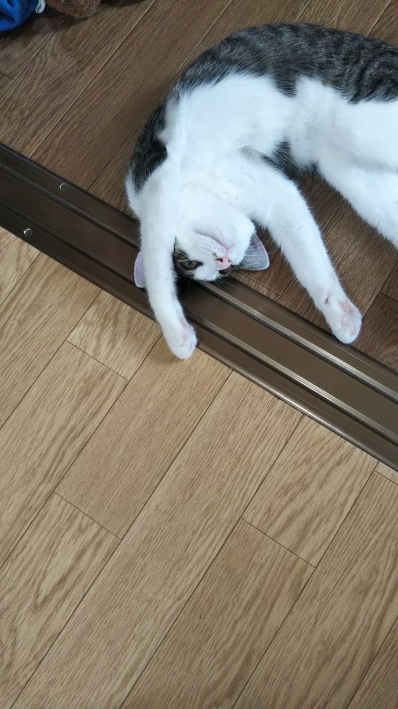 アオカエ