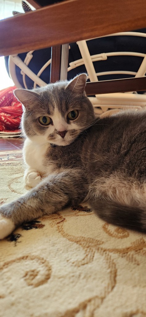 イワタニの公式オンラインショップ｜ミニマル 専用部品 五徳付汁