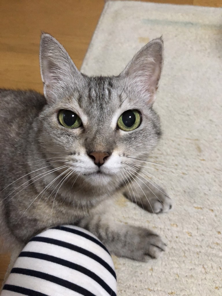 ユーザーアイコン