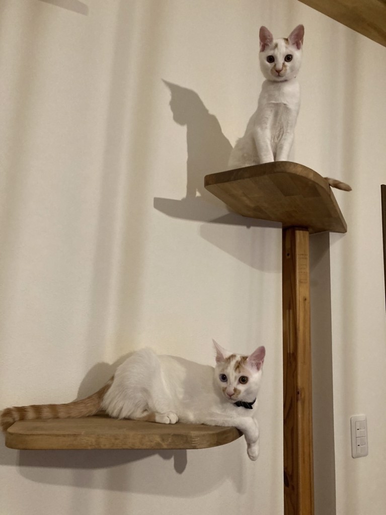 女房