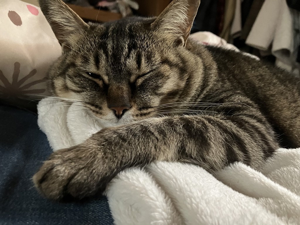 キジトラ
