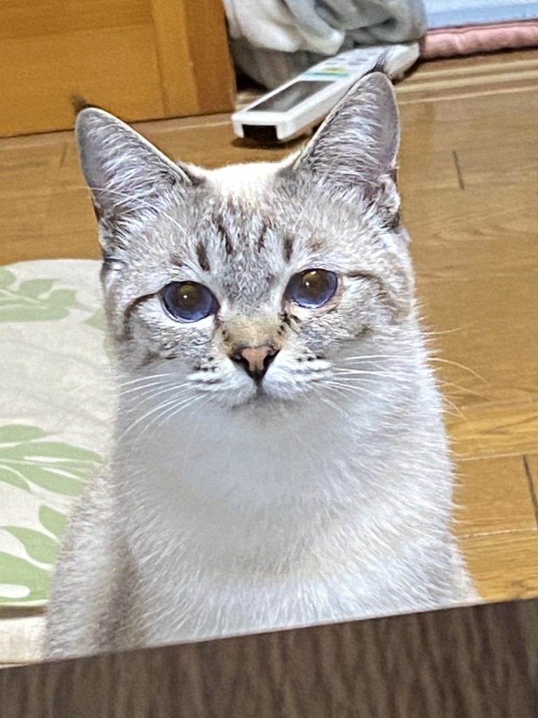こっこ