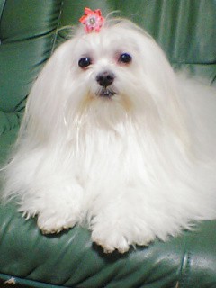 ユーザーアイコン