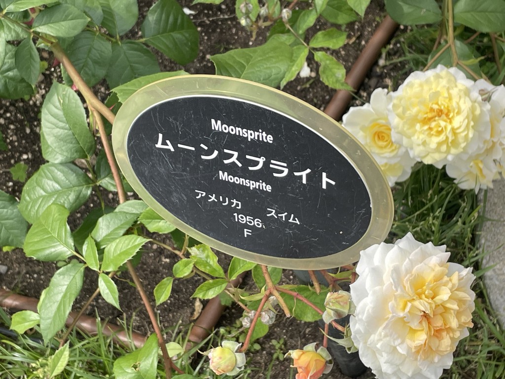 よっしー