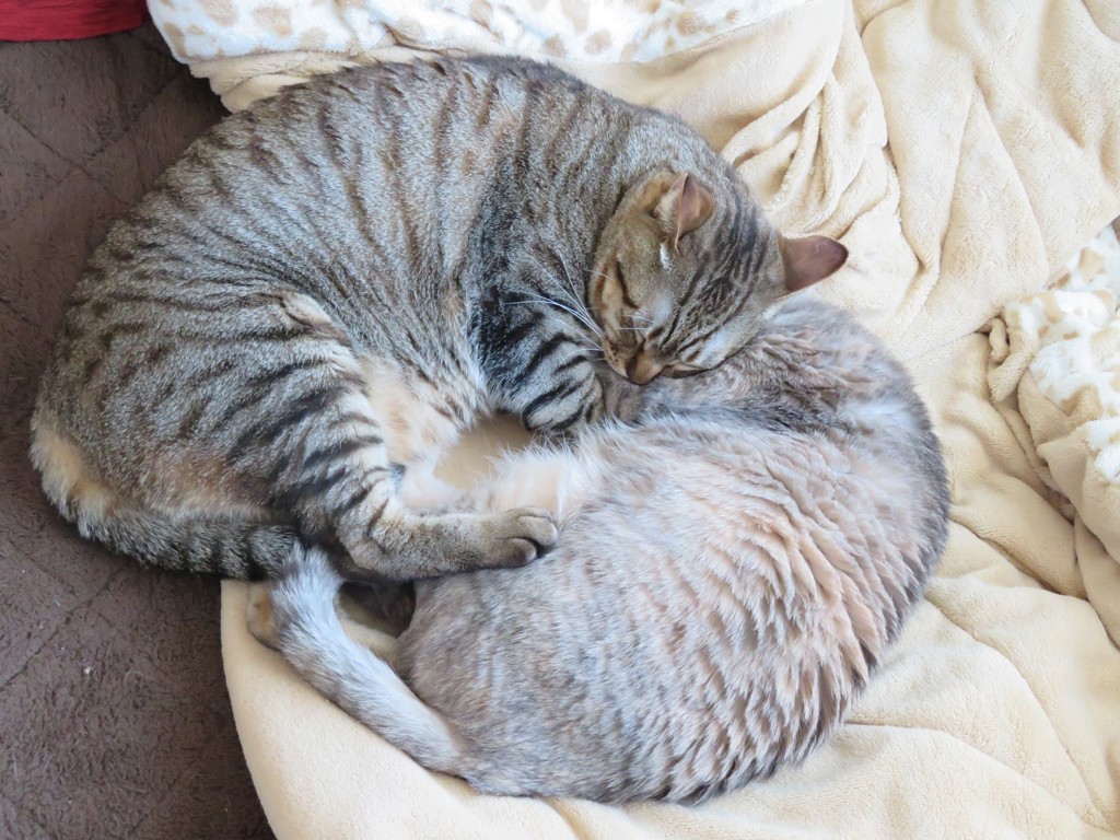 ねこずき