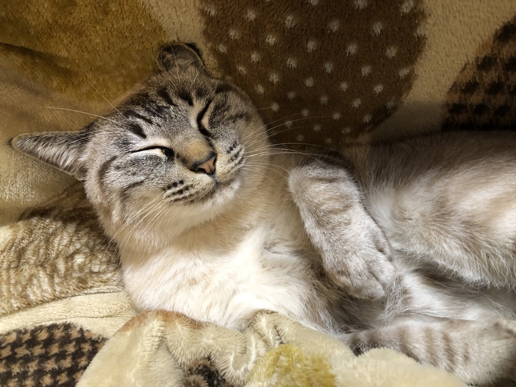 しゃむ