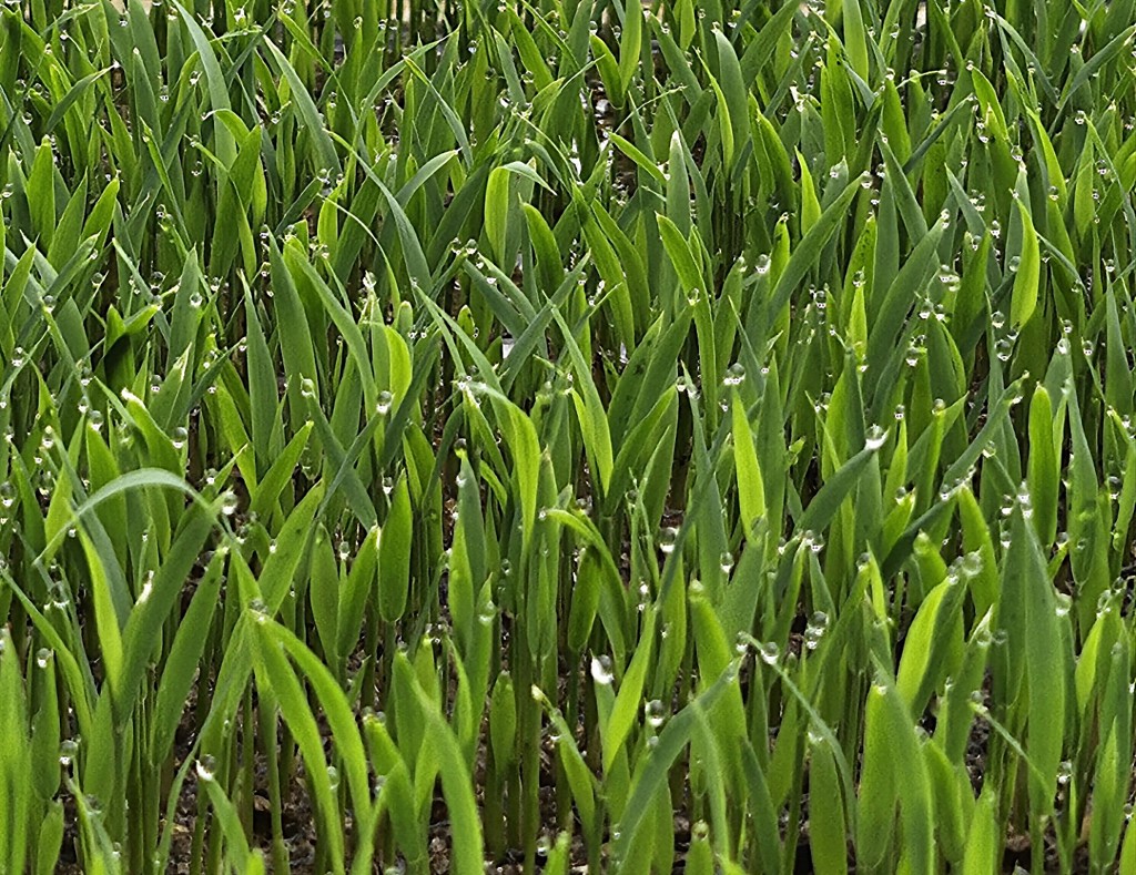 みほ