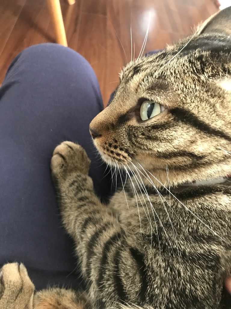 ごんごん