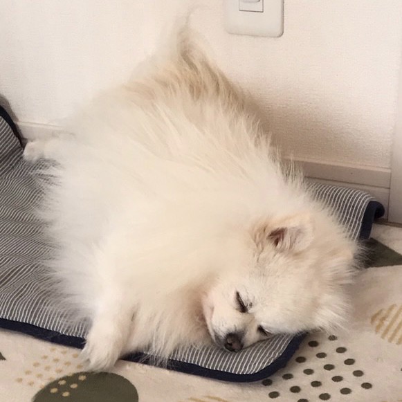 ころすけ