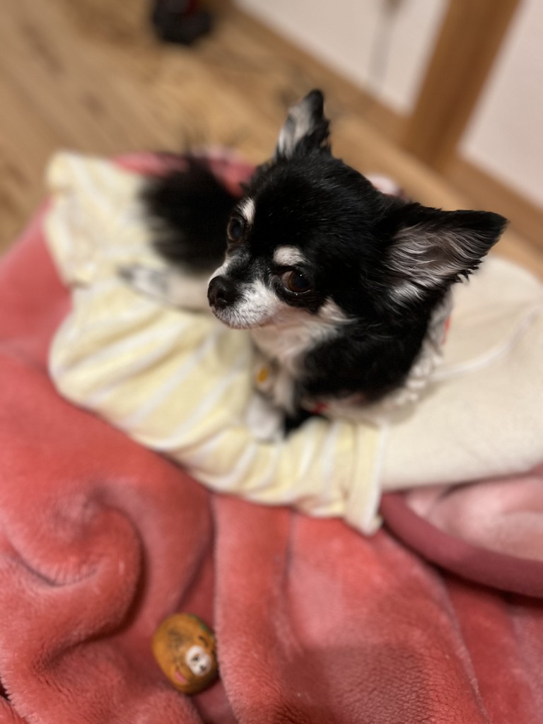 キビ