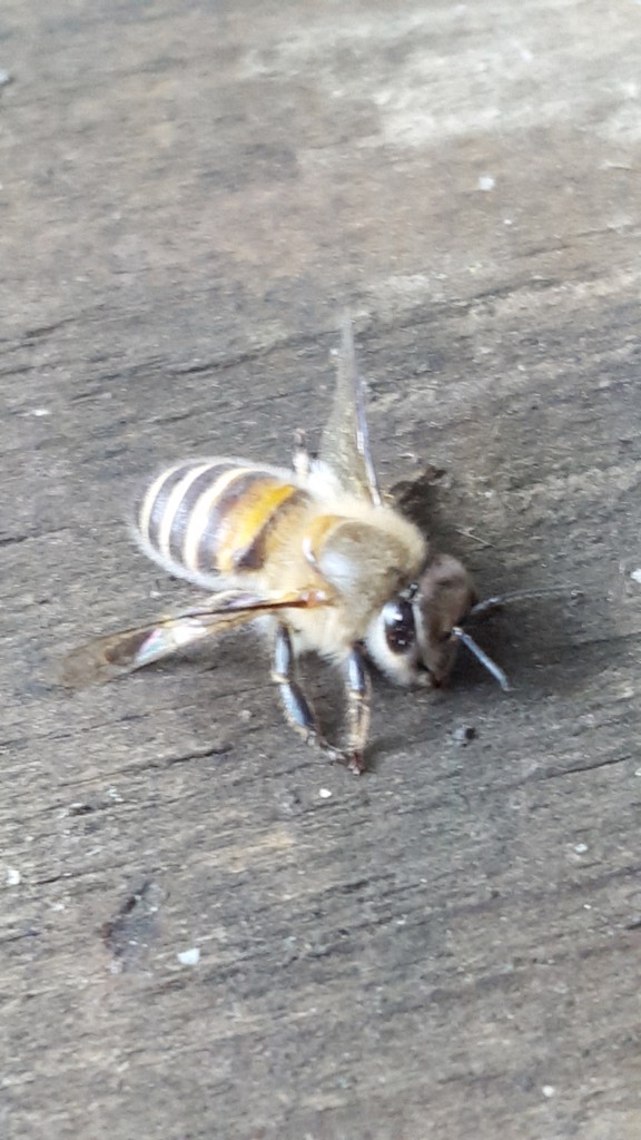 よっしー