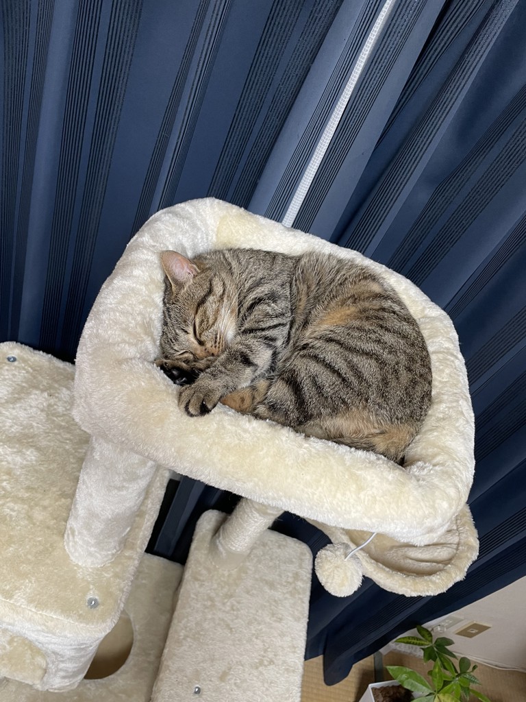 tomo