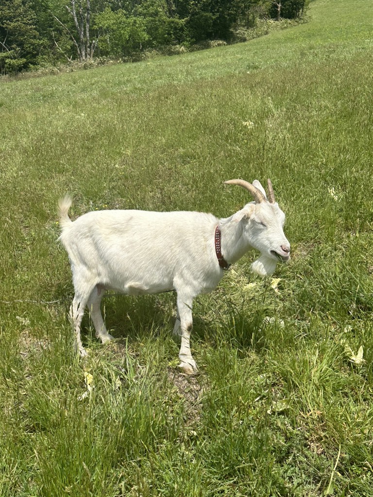 めーさん