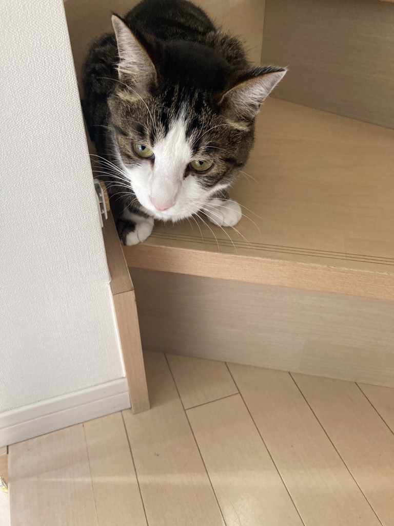 かいのすけ
