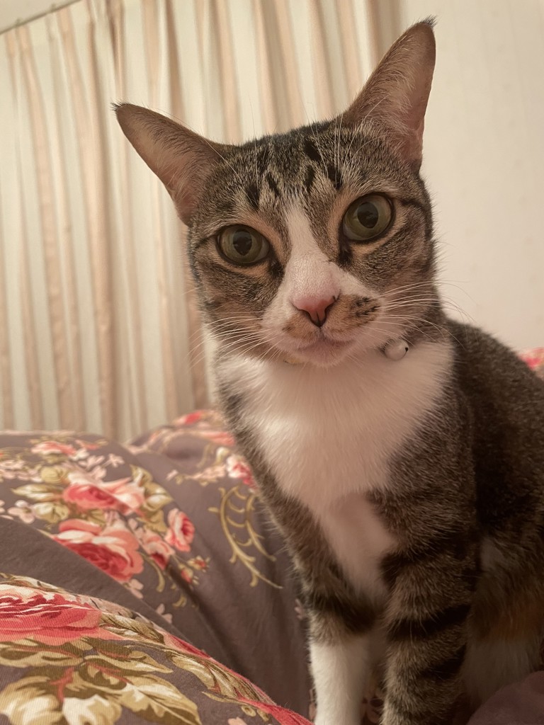 小太郎