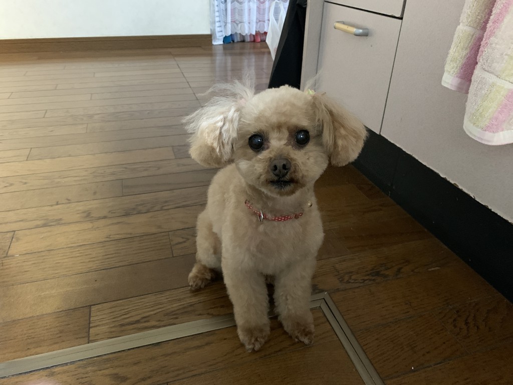 あけあけ