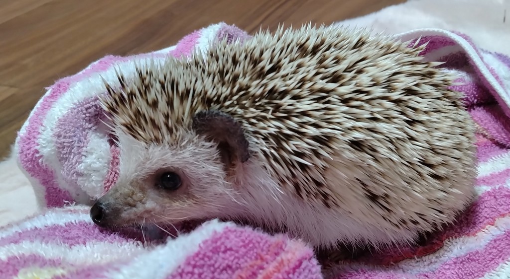 ゆん