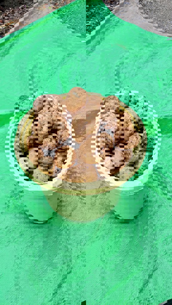 行燈