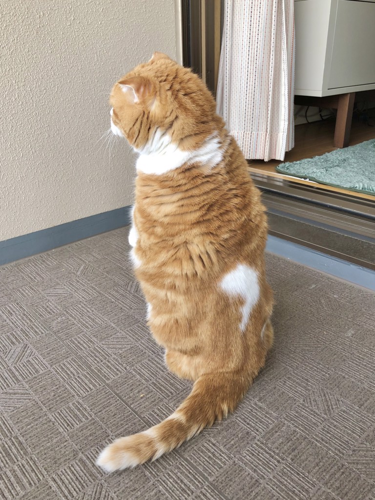 ちぇけ