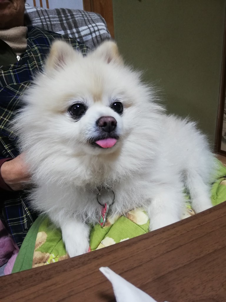 わんこ