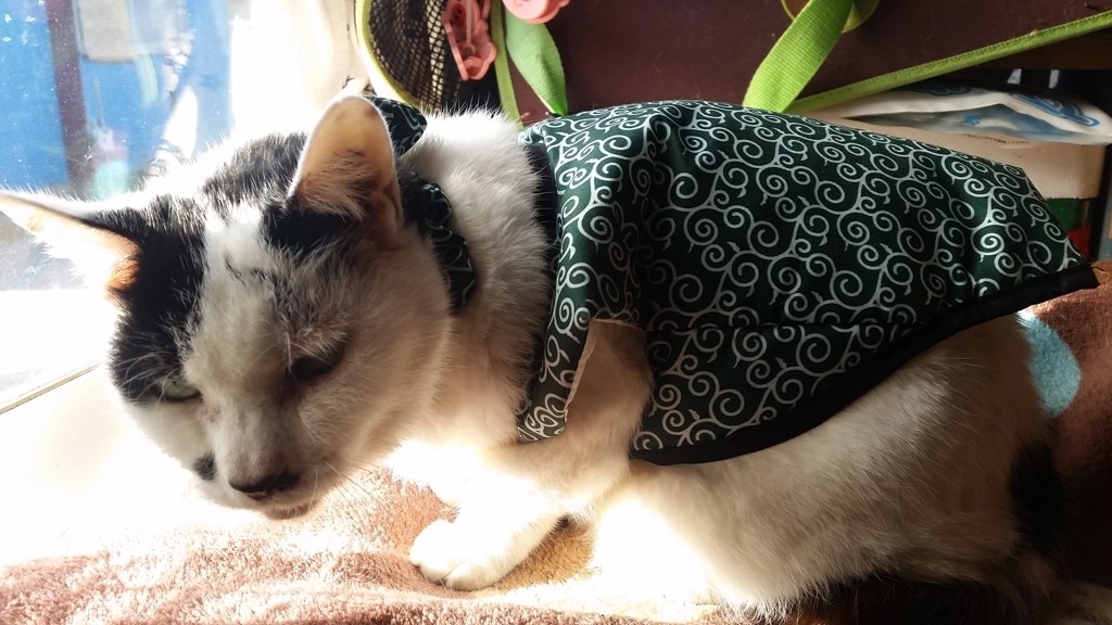 猫屋敷(ΦωΦ)