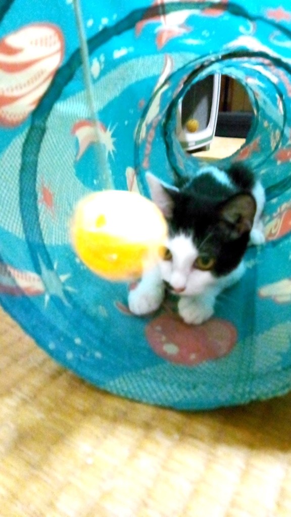 チャップリン♥