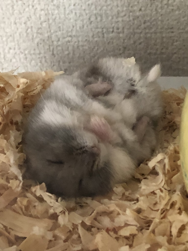 かあみ
