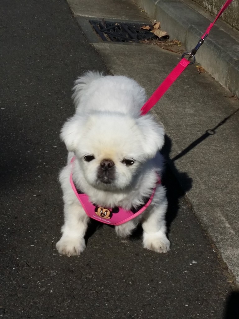 pugpug