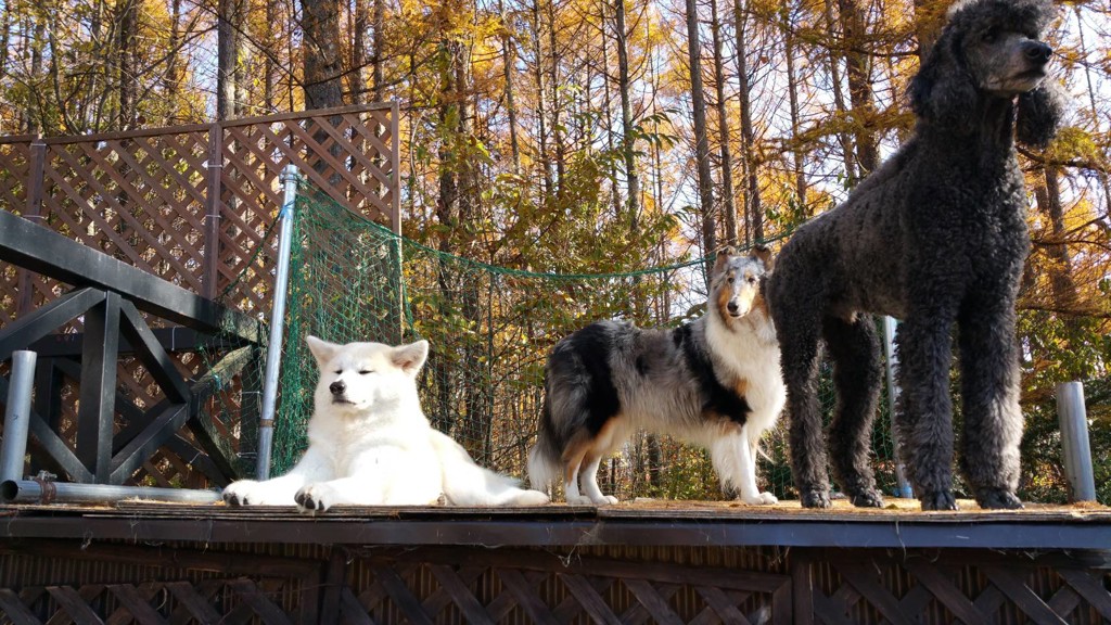 ブリーダー】セレクトバランス アダルト ラム 小粒 1才以上の成犬用