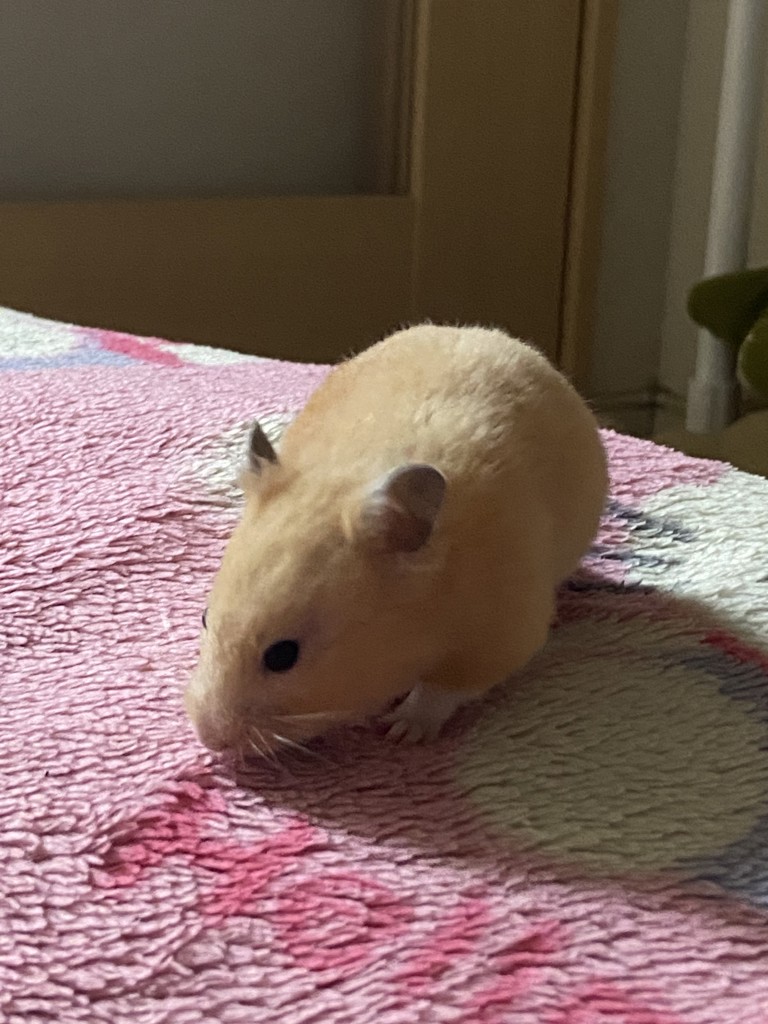 よしえちゃん