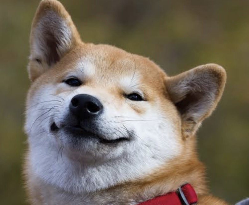 わたこ