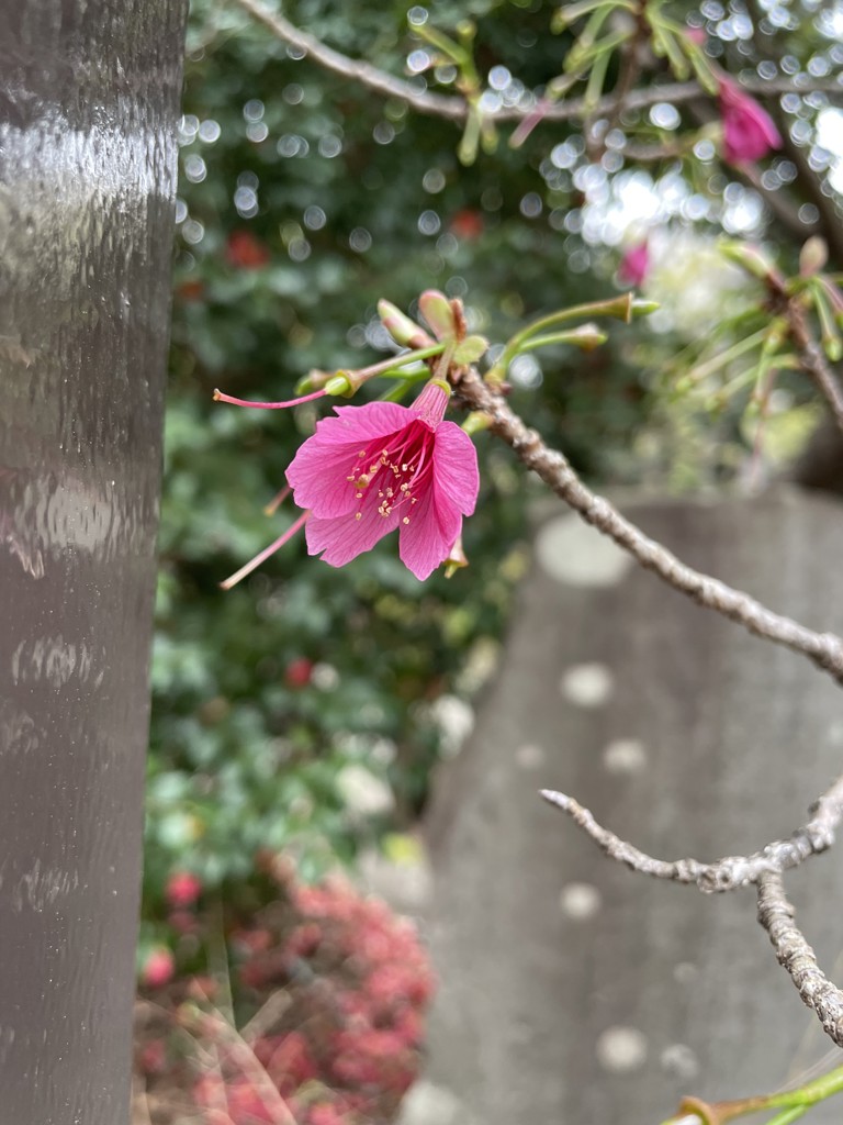 きっく